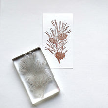 画像をギャラリービューアに読み込む, Biology Stamp <ヨーロッパアカマツ>