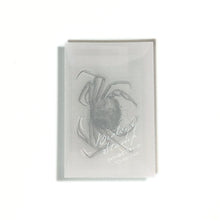 画像をギャラリービューアに読み込む, Biology Stamp  <オオエンコウガニ>