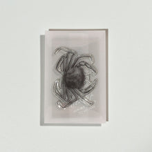 画像をギャラリービューアに読み込む, Biology Stamp  <オオエンコウガニ>